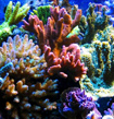 разноцветные кораллы