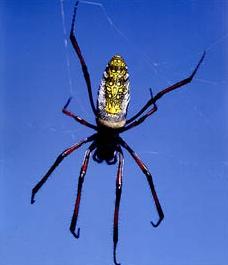   - Nephila madagascariensis.