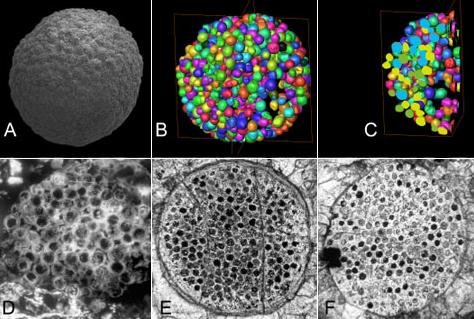  ,      ,   ,    .     ,   754 . A     ; B, C       ; D, E, F       (   James W. Hagadorn et al.).