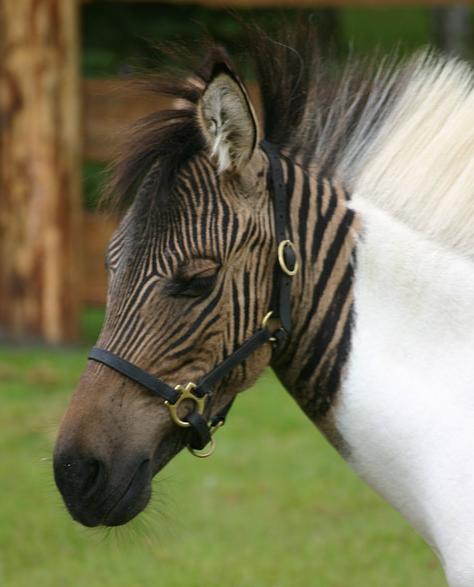   ""    ( Safaripark Stukenbrock).