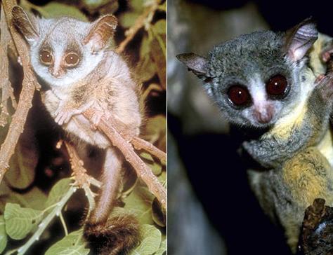    "bushbaby",      ( P. Steyn    onet.pl).