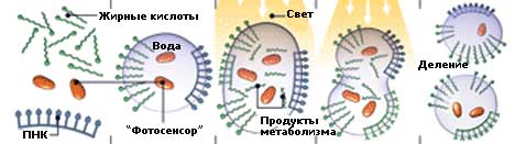           (   popsci.com).