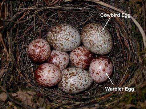   . Warbler Egg —  . Cowbird Egg,   ,   ( Jeff Hoover).