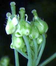   arabidopsis thaliana  -    ,    , ,   ,    (   news.uns.purdue.edu).