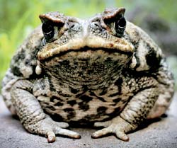    Bufo marinus    