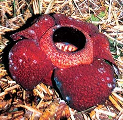    (Rafflesia keithii)              