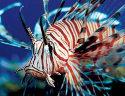   (Pterois volitans)   .       :      