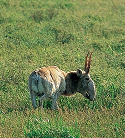  80%    (Saiga tatarica tatarica)       