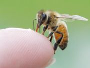 Чем опасен укус пчелы