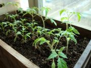 Как правильно выращивать рассаду в домашних условиях