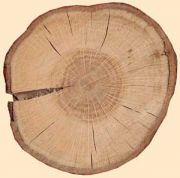Разновидности древесины