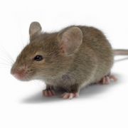 Способы борьбы с мышами